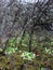 Old dark blackthorn bush and bright fresh flowers