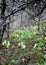 Old dark blackthorn bush and bright fresh flowers
