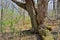 Old dark oak tree deep in woods