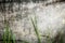 Old dark stone wall of building with green grass.