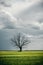 Old dead lonely tree in the green fields in front of rainy clouds