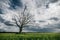 Old dead lonely tree in the green fields in front of rainy clouds