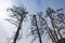 Old dead pines stretch to the sky.