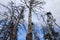 Old dead pines stretch to the sky.