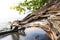 Old dead tree on black sand beach, Nang Thong beach in Khao Lak