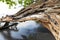 Old dead tree on black sand beach, Nang Thong beach in Khao Lak, Thailand