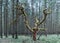 Old dead tree with green branches covered by moss