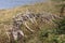 Old dead tree, Prince Edward Island