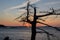 A old dead tree sits at the edge of the pink granite rocks overlooking the Atlantic Ocean on the Maine Coast exposed to all the w