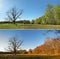 Old dead Tree in Spring and Autumn Panorama in a Bog - Seasons,Panorama