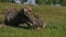 Old dead tree stump, many cut branches, large roots, lying on the green grass