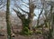 Old dead tree trunk looks like a mystical face