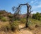 An Old, Dead Tree in Whiting Ranch Wilderness Park