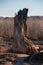 Old dead wooden tree trunk in the desert