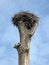 old deadwood tree with empty wooden nest, white clouds on blue sky. seasonal nature, stress environment,