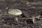 the old Deathcap mushroom in the dry forest, growing among fallen leaves