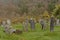 Old decayed graveyard in  Glendalough monastic site