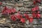 Old Decayed stone wall with red leaves