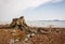 Old decayed stump at seaside with red stones