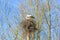 Old decaying trees and broken branches with Stork nest