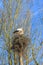 Old decaying trees and broken branches with Stork nest with two storks