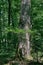 Old deciduous forest in summer midday landscape