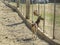 Old deer with huge branched horns stands and looks through the fence at the world of people