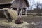 An old deer rests after feeding in the hay near the feeders next to an abandoned old barn covered with moss in Jaegerborg.