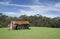 old derelict timber farm house abandoned in the countryside