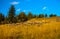 Old deserted dried tree trunk on mountain meadow