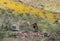 Old deserted homestead, Oatman, Arizona