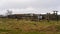 Old Deserted Timber Cattle Yards