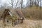 An old dilapidated little wooden abandoned ruined broken village house of beams, logs and sticks in the wilderness