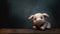 An old, dingy stuffed piglet, isolated, and left behind.