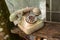 Old dirt broken abandoned disk telephone - no communication offline rusty