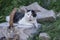 Old dirty black and white cat with collar lying in the building ruins, lazy relaxing time