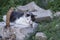 Old dirty black and white cat with collar lying in the building ruins, lazy relaxing time