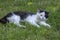 Old dirty black and white cat with collar lying in the grass, lazy relaxing time