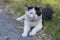 Old dirty black and white cat with collar lying in the grass, lazy relaxing time