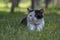 Old dirty black and white cat with collar lying in the grass, lazy relaxing time