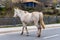 Old and dirty horse crossing a highway