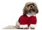 Old and dirty Shih Tzu in Santa outfit