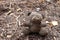 Old dirty teddy bear neglected on the ground soil.