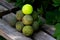 Old dirty tennis balls are laid out on bench in the shape of pyramid