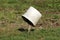 Old dirty white cracked broken plastic bucket with hole on side and metal handle left on top of short wooden stake