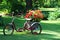 Old display flower planter three wheels bicycle bike yard