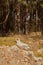 Old disposable plastic bottle is lying on edge of forest. Selective focus. Long decaying waste in nature