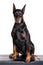 Old doberman dog female sitting on white background front view.