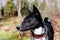 Old dog basenji with a gray muzzle. large portrait