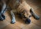 An old dog lying in front of the house